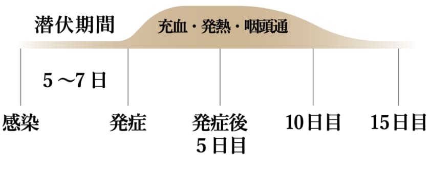 潜伏期間5~7日