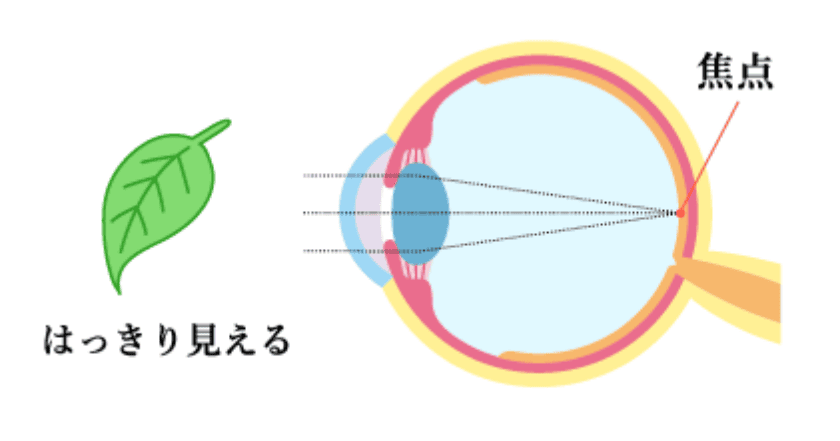 はっきり見える