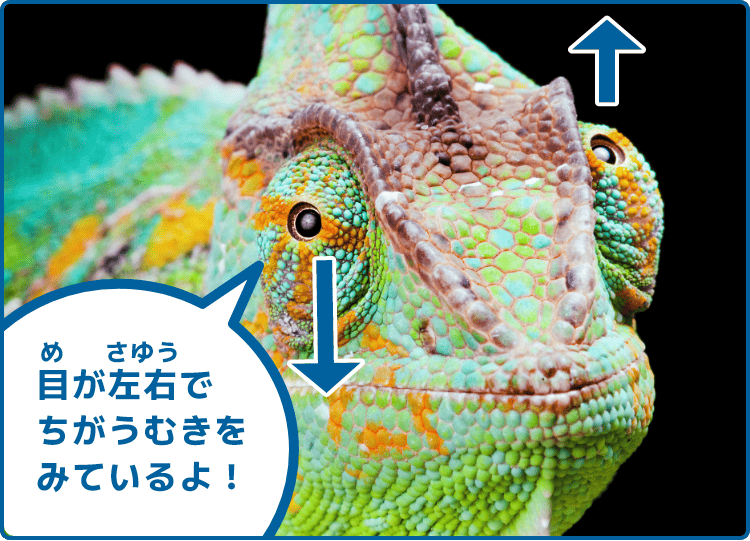 目が左右でちがうむきをみているよ！