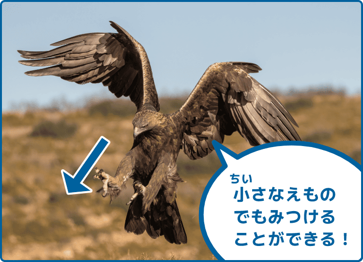 小さなえものでもみつけることができる！