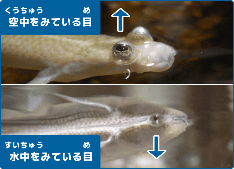 空中をみている目/水中をみている目