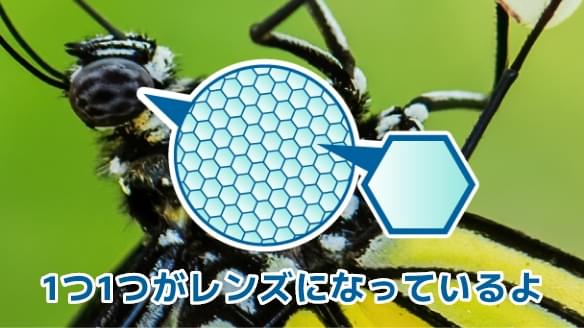 1つ1つがレンズになっているよ