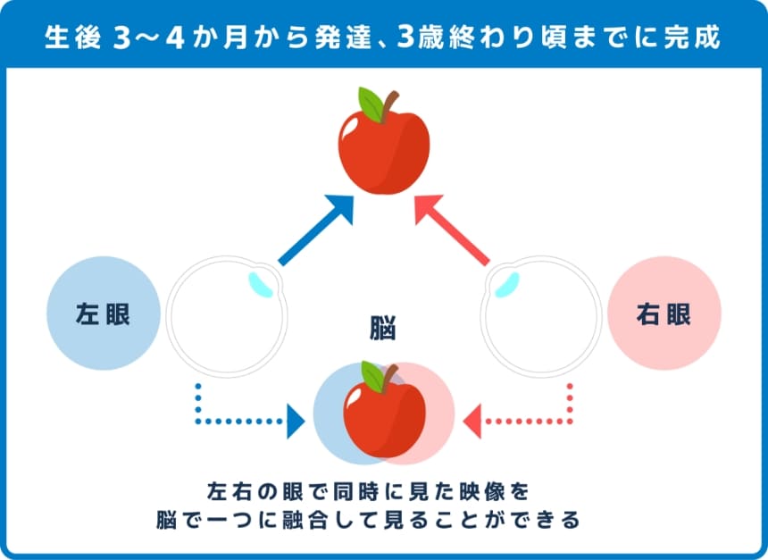 両眼視は生後3~4か月から発達し、3歳終わり頃までに完成します。左右の眼で同時に見た映像を脳で一つに融合して見ることができる能力です。