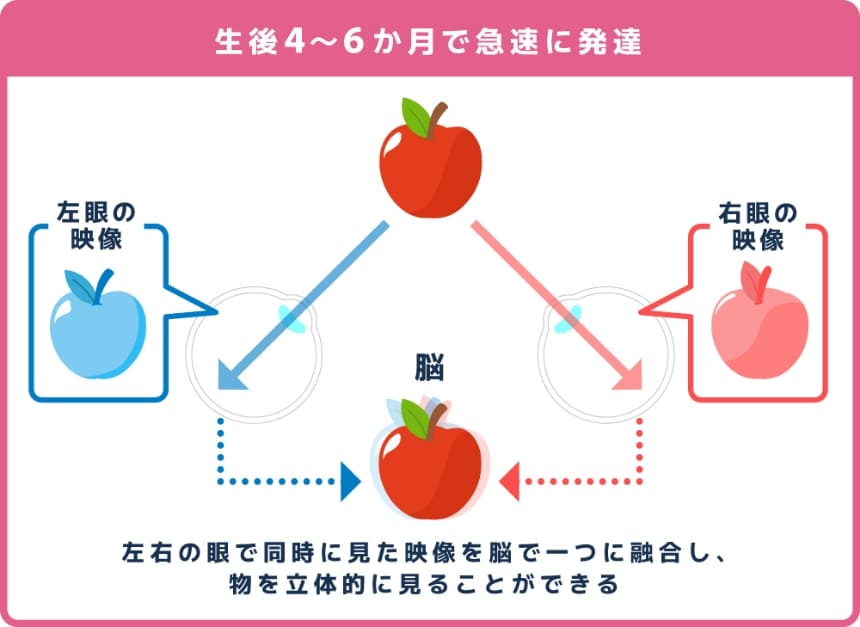立体視は生後4~6か月で急速に発達します。左右の眼で同時に見た映像を脳で一つに融合し、物を立体的に見ることができる能力です。