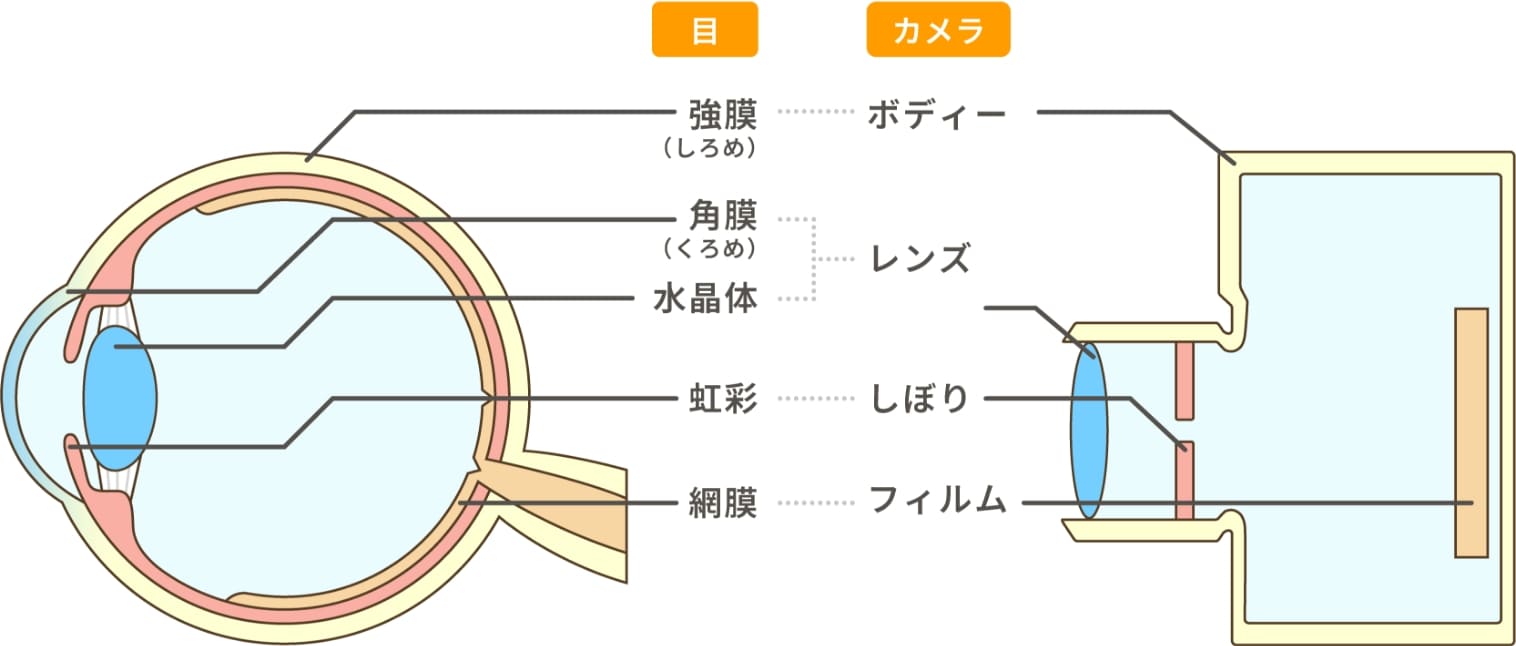 目の強膜（しろめ）とカメラのボディー、目の角膜（くろめ）と水晶体とカメラのレンズ、目の虹彩とカメラのしぼり、目の網膜とカメラのフィルムがそれぞれ同じ働きをしているというイラスト図